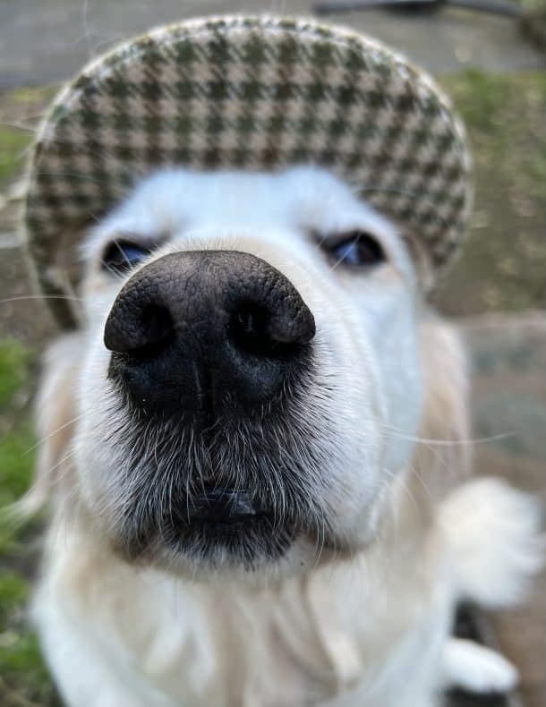 Meet Monty the Dog Detective!